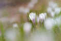 Alpen crocus, Crocus vernus albiflorus