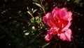 Alpen rose with dew in the morning. Royalty Free Stock Photo