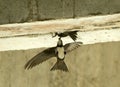 Alpengierzwaluw, Alpine Swift, Tachymarptis melba Royalty Free Stock Photo
