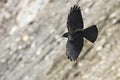 Alpenkauw, Alpine Chough, Pyrrhocorax graculus