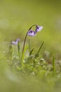 Alpenkwastjesbloem, alpine snowbell, Soldanella alpina