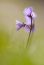 Alpenkwastjesbloem, alpine snowbell, Soldanella alpina