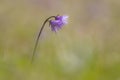 Alpenkwastjesbloem, alpine snowbell, Soldanella alpina