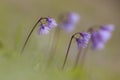 Alpenkwastjesbloem, alpine snowbell, Soldanella alpina