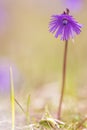 Alpenkwastjesbloem, alpine snowbell, Soldanella alpina