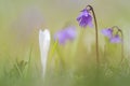 Alpenkwastjesbloem, alpine snowbell, Soldanella alpina