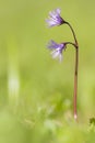 Alpenkwastjesbloem, alpine snowbell, Soldanella alpina