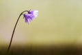 Alpenkwastjesbloem, alpine snowbell, Soldanella alpina