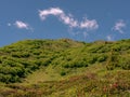 Alpenrose bush in Spring in the Swiss Alps - 2 Royalty Free Stock Photo