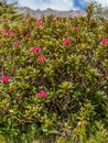 Alpenrose bush in Spring in the Swiss Alps - 1 Royalty Free Stock Photo