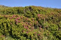 Alpenrose flower in the French Alps Royalty Free Stock Photo