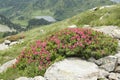 Alpenrose flower in Pyrenees Royalty Free Stock Photo