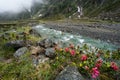 Alpenrose flowers and mountain alpine river. Streams of glacial melting water. Sulzenau Alm, Stubai Alps, Austria Royalty Free Stock Photo