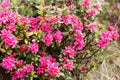 An alpenrose Rhododendron ferrugineum bush with flowers