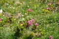 Alpenrose or snow-rose flowers, in Latin called Rhododendron ferrugineum in blossom.