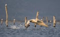 pelican and feather Royalty Free Stock Photo