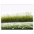 The alpha channel and spring grass are isolated on a white background.