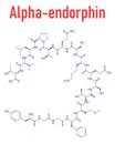 Alpha-endorphin endogenous opioid peptide molecule. Skeletal formula.