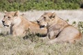 Lead lionesses surveying while resting Royalty Free Stock Photo