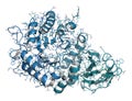 Alpha-galactosidase (Agalsidase) enzyme.