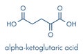 Alpha-ketoglutaric acid ketoglutarate, oxo-glutarate. Intermediate molecule in the Krebs cycle. Found to prolong lifespan in. Royalty Free Stock Photo