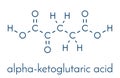 Alpha-ketoglutaric acid ketoglutarate, oxo-glutarate. Intermediate molecule in the Krebs cycle. Found to prolong lifespan in. Royalty Free Stock Photo