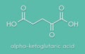 Alpha-ketoglutaric acid ketoglutarate, oxo-glutarate. Intermediate molecule in the Krebs cycle. Found to prolong lifespan in. Royalty Free Stock Photo