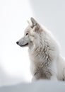 Alpha Majesty. Capture the Elegance of a Minimalistic photography of a Majestic Wolf. Generative AI