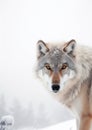 Alpha Majesty: Capture the Elegance of a Minimalistic photography of a Majestic Wolf. Generative AI