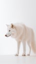 Alpha Majesty. Capture the Elegance of a Minimalistic photography of a Majestic Wolf. Generative AI