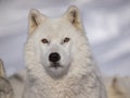 Alpha male arctic wolf