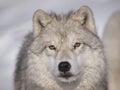 Alpha male arctic wolf