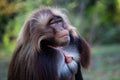 Alpha male of Gelada Baboon - Theropithecus gelada, beautiful ground primate