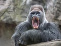 Alpha male gorilla yawns irritably, showing dangerous fangs and teeth