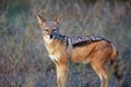 Jackal - Alpha Male - Botswana