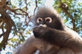 An Alpha Male Langur Primate Monkey eats