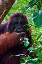 Alpha male orang utan eating portrait front Royalty Free Stock Photo