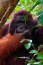 Alpha male orang utan eating portrait front Royalty Free Stock Photo