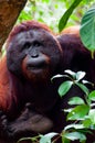 Alpha male orang utan eating portrait front