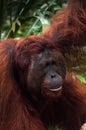 Alpha male orang utan eating portrait in jungle of