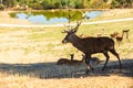 Alpha male of red deer, Cervus elaphus, tending his herd Royalty Free Stock Photo