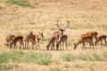 Alpha male of red deer, Cervus elaphus, tending his herd Royalty Free Stock Photo