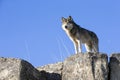 Alpha male standing guard on rock