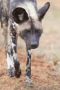 The alpha male wild dog on hunt Royalty Free Stock Photo