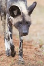 The alpha male wild dog on hunt