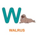 Alphabet animal flash card Walrus
