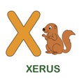 Alphabet animal flash card Xerus