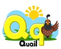 Alphabet animals, quail with letters Qq on a white. Preschool education.