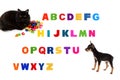 Alphabet, black cat, toy-terrier puppy on white background