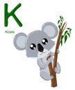 Alphabet for children. Cute zoo alphabet with cartoon animals isolated on white K koala